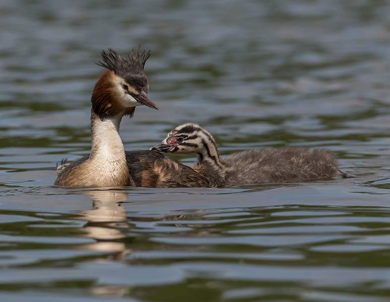 1200 GcGrebes no 16_L4A3504.jpg